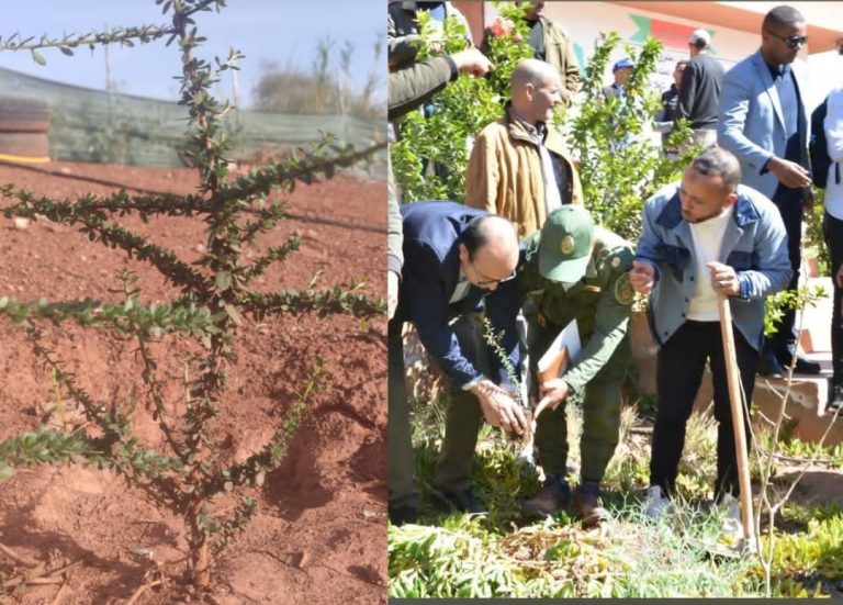 Taroudant.. Une expérience réussie de plantation d'arganiers en partenariat entre les Eaux et Forêts et la société civile