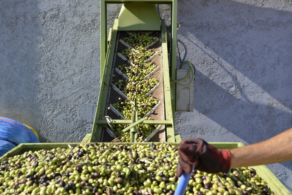 Al Hoceïma... Lancement de la saison de la cueillette des olives au milieu des espoirs des agriculteurs d'une saison agricole prometteuse