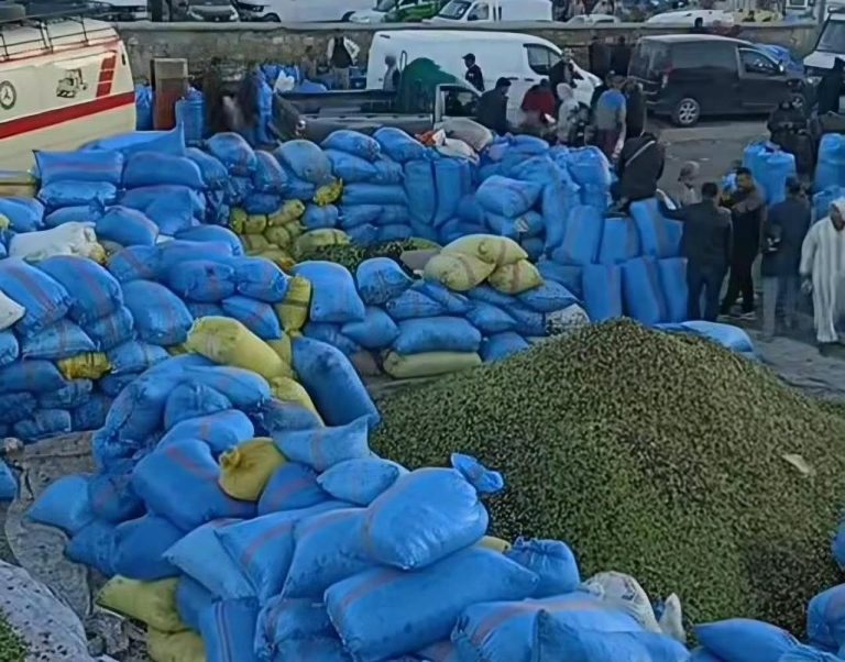 Taounate.. La chute du prix de l'olive au marché de Lalla deux à 3 dirhams suscite les inquiétudes des agriculteurs
