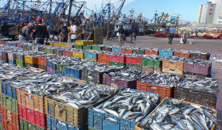 5 ans de réalisations : le secteur de la pêche maritime consolide sa position avec des chiffres solides